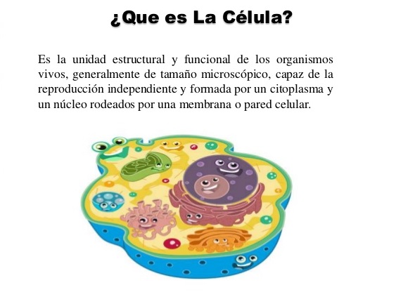 Definición de las células