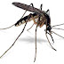 Κουνούπια και φυσική απώθηση τους σε εξωτερικούς χώρους!!!