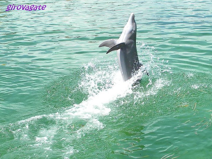 delfini escursione Varadero