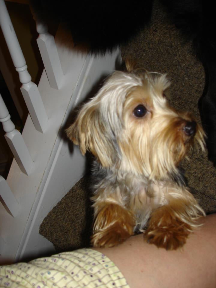 Missing Small Dog Alert NC, Cary Missing Yorkie