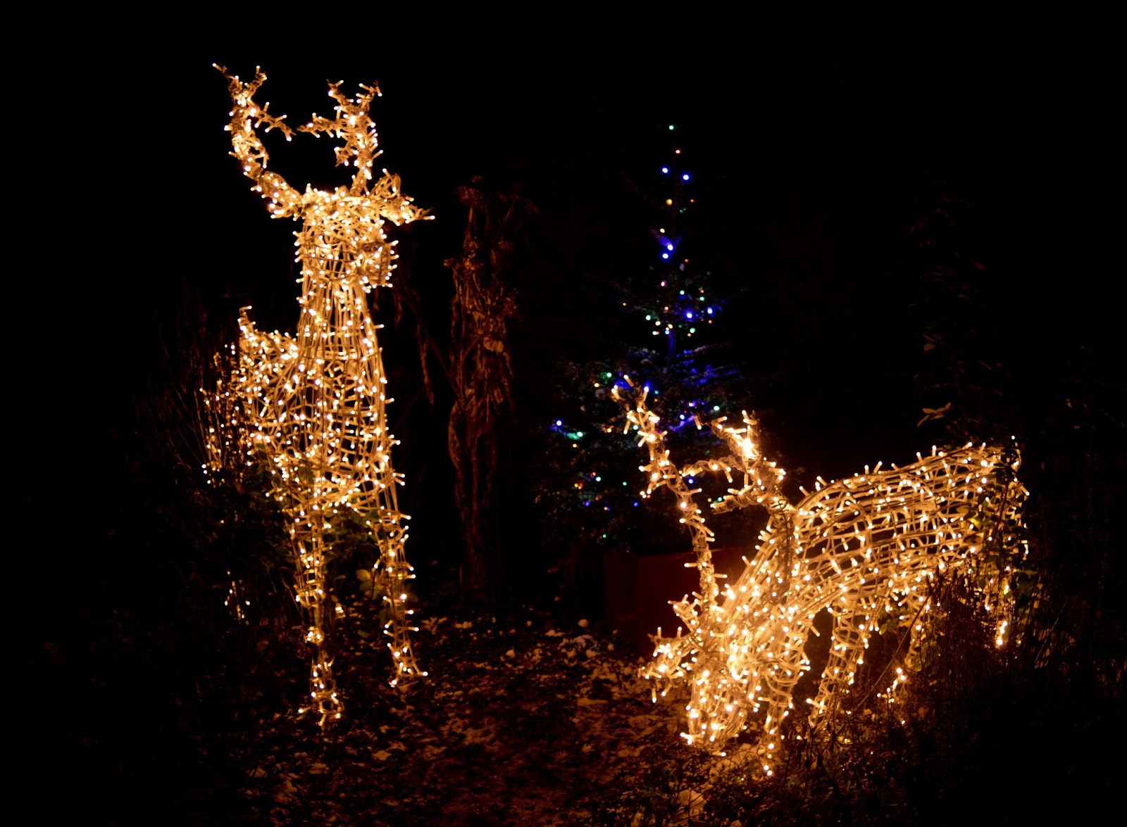 Winter Wonderland Christmas Light Show A Wynyard Hall Garden Event