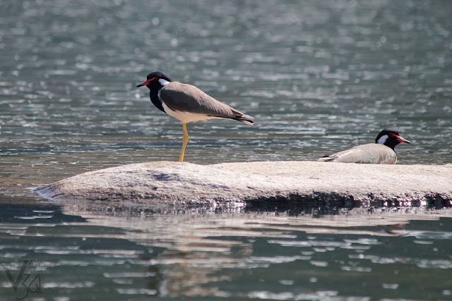 Red-wattled lapwing Red-wattled lapwing