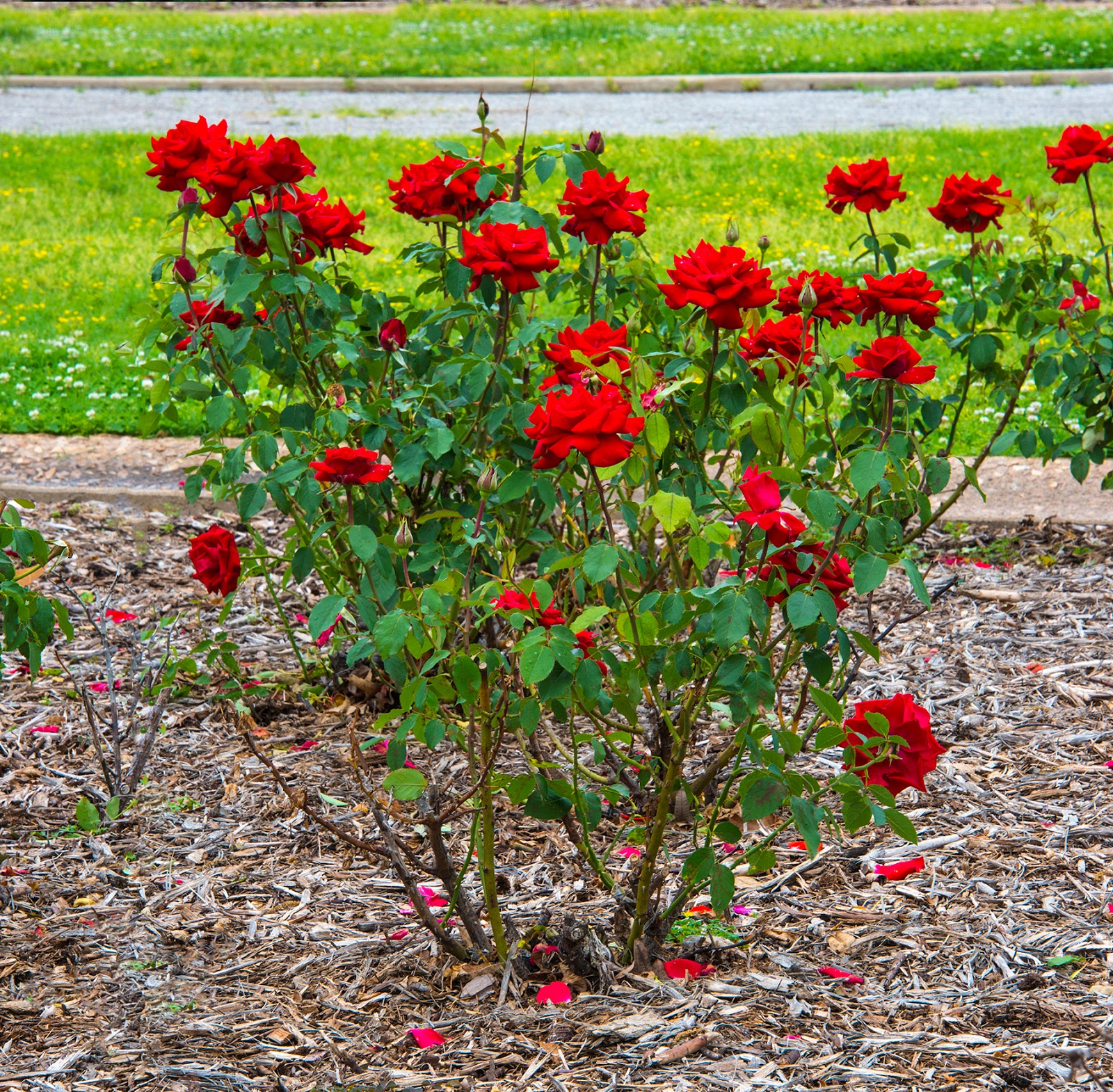 Ask A Master Gardener Excess Phosphorus may be Harmful to Plants