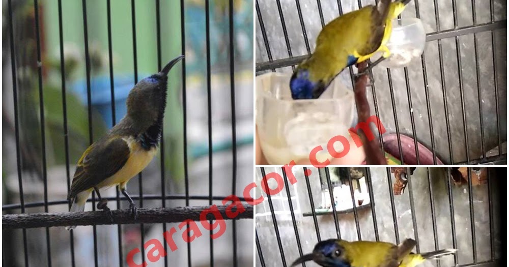 Cara Merawat Burung Opior Paruh Tebal Agar Cepat Gacor Burung Kacer