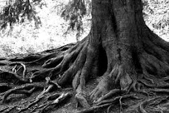 Storms make trees take deeper roots—Dolly Parton