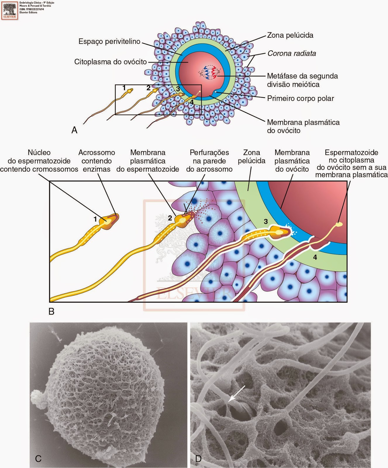 Laboratório Virtual de Embriologia: 06. Fecundação