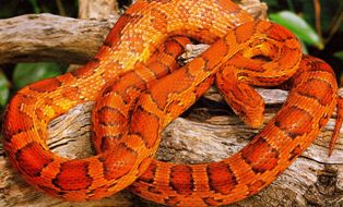 Most Amazing: Most Colorful Red Rat Snake