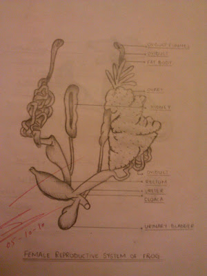 frog ovary parts frog ovary parts