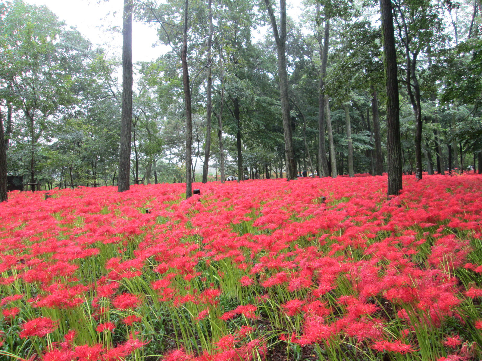 Edamame Five millions of Lycoris radiata blooming on Autumnal Equinox