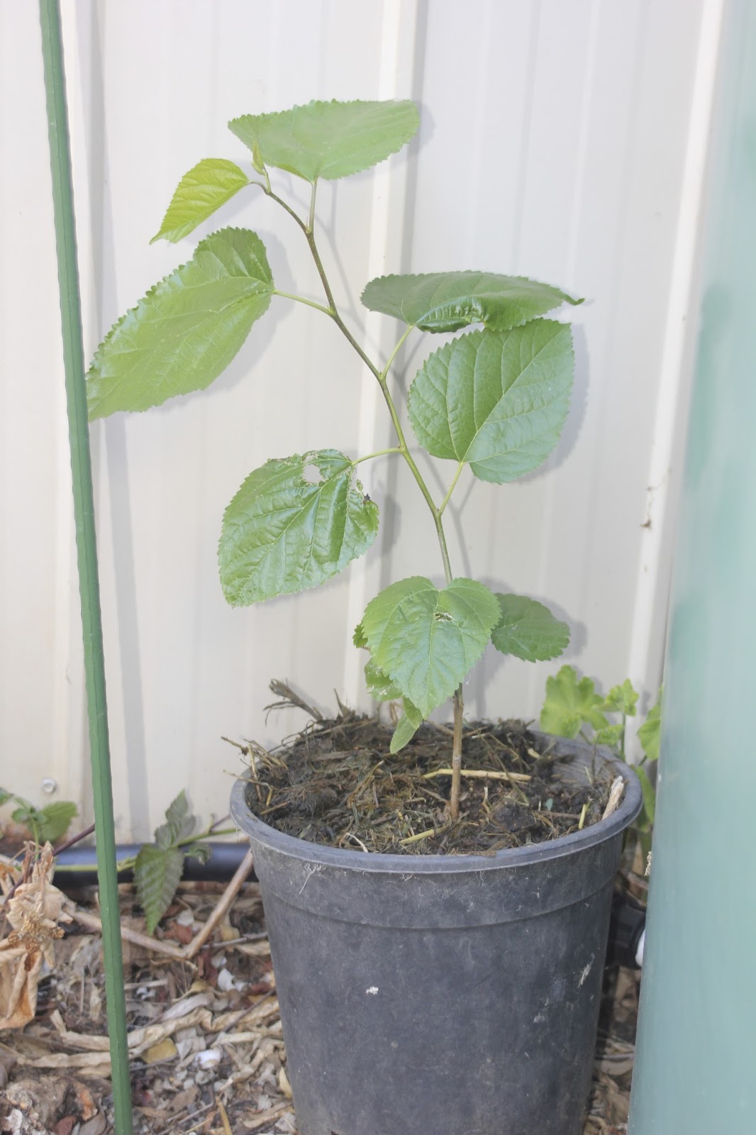 Mudflower Mulberry tree from cuttings the easy way