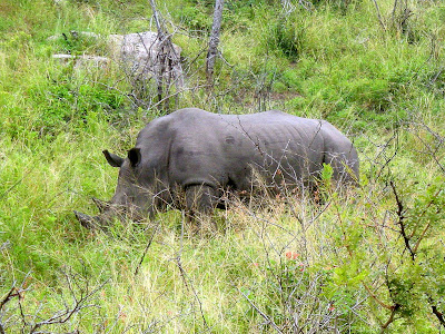 rhino, rhinoceros, safari, Kruger National Park, South Africa, wildlife