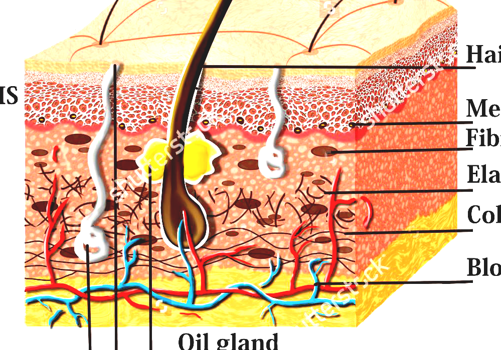 Human Skin How Many Layers Of Skin Does The Human Body Have