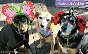 3 rescued dogs ready for spring national pet day