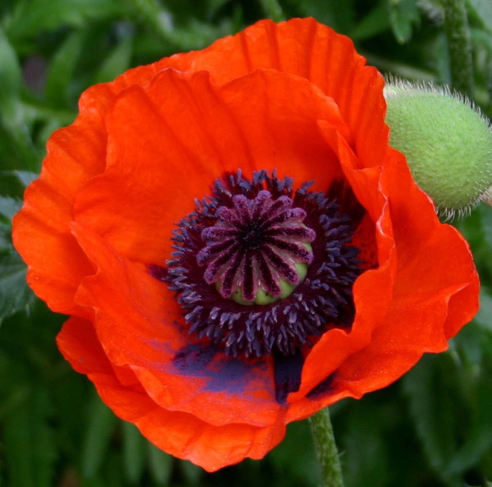 POPPIES IN SPRING ARRANGEMENTS Delicatelooking plants are really