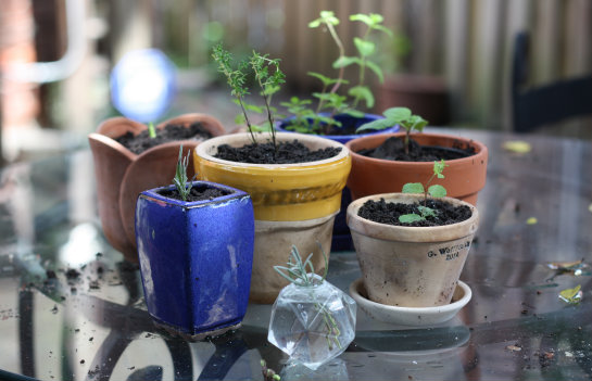 Japan Farmers Markets Vetch A Garden Volunteer And Friend