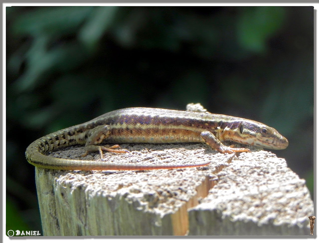 Photos Daniel: Lézard