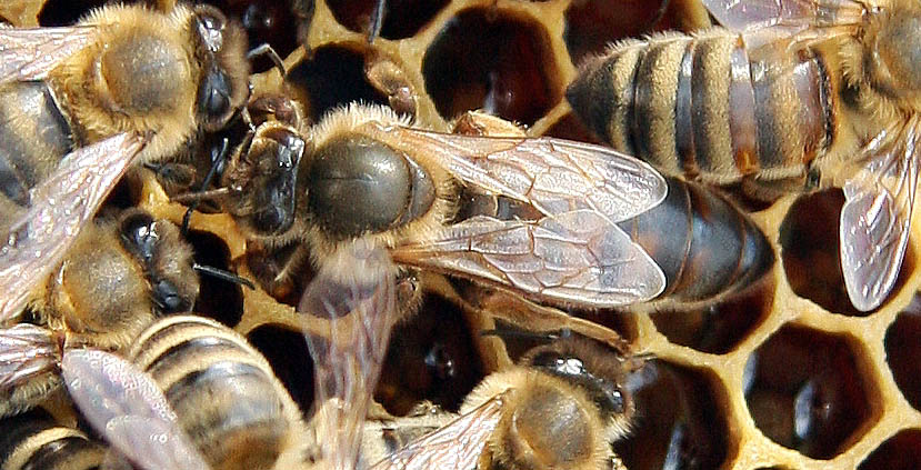Russian Bee Breeders Amateur Male Sex 