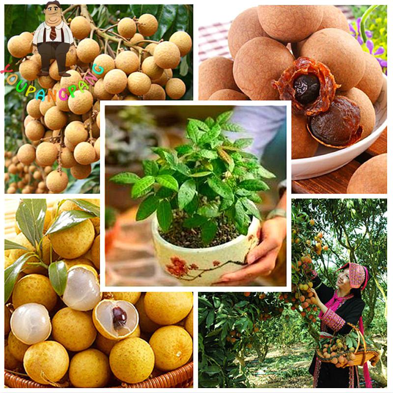 How to Grow Longan Tree, Growing Longan Kohala in Container