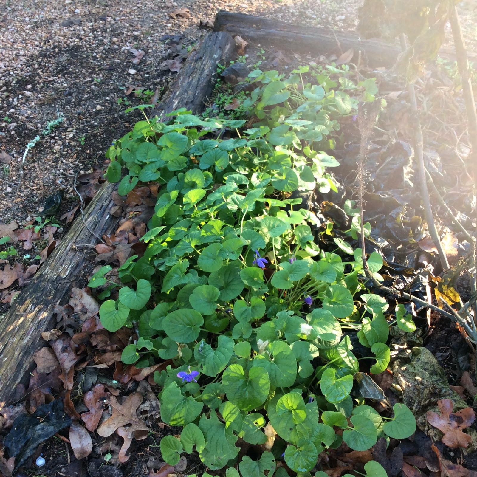 Lisa Bonassin's Garden Evergreen Woodland Violets