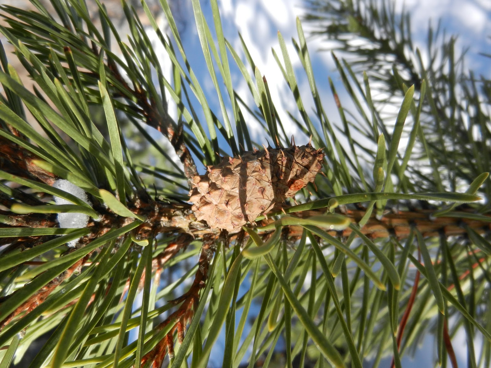 Fizzy Notions Lodgepole Pine