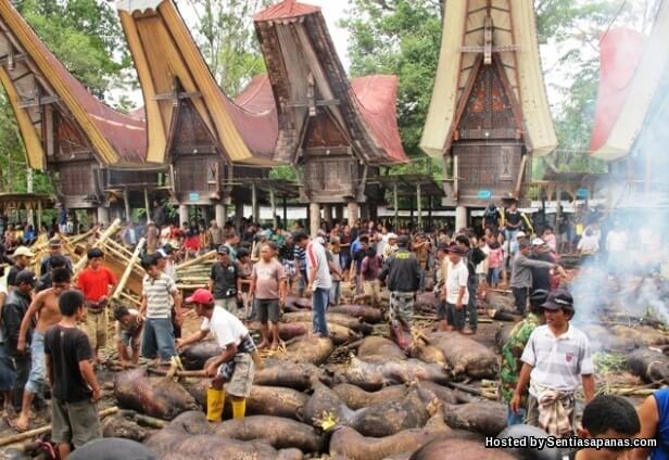 Upacara Rambu Solo, Suku Kaum Yang Obses Terhadap Kematian Upacara Rambu Solo - SEMBELIH KERBAU
