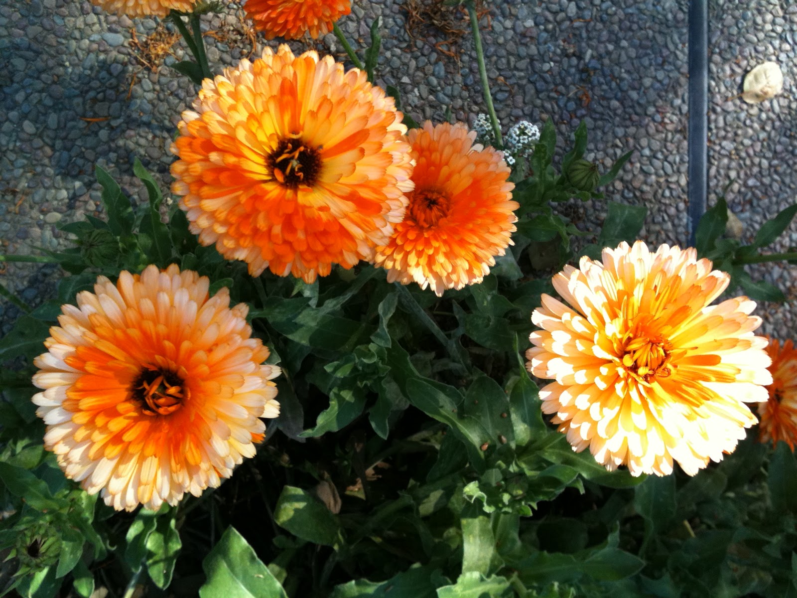 Privet And Confidential Euphorbia Euphoria