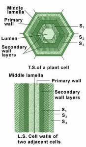 Secondary Cell Wall