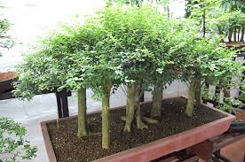 Membuat Tanaman Bonsai Dengan Setek Akar