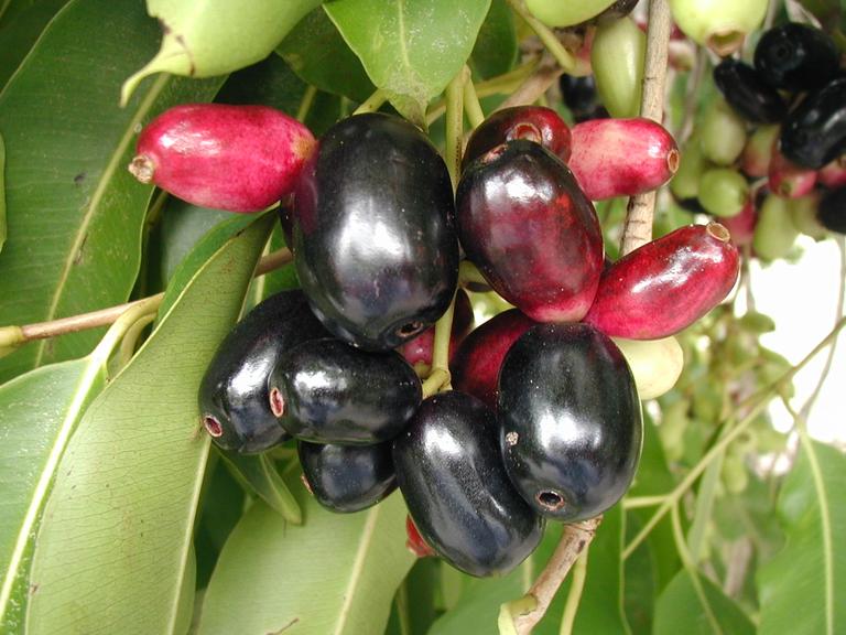 Be Positive With Life Fruit of the month (August) Jamun Black Plum
