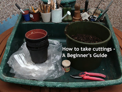 How to take cuttings - A Beginner's Guide Green Fingered Blog