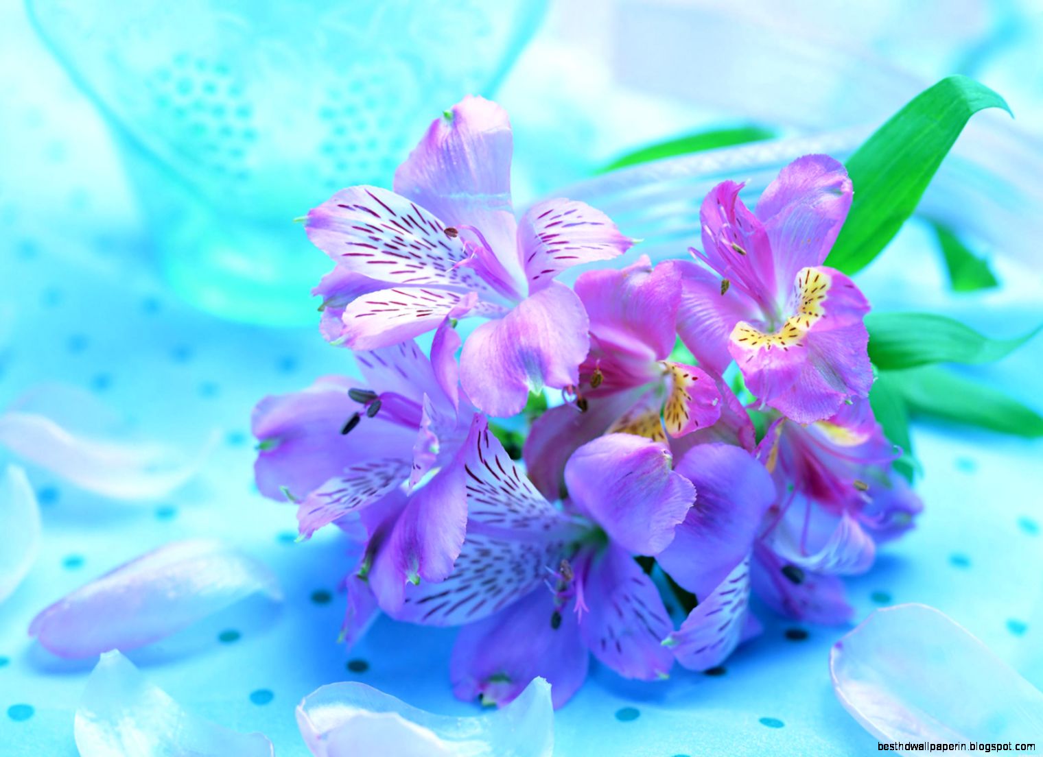 Beautiful Blue Purple Flowers