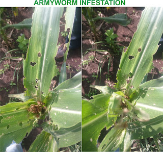 armyworms damage pictures