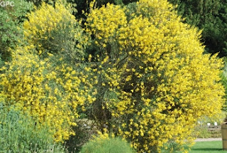 El orden de lo opuesto: Fotos de la nueva vegetación