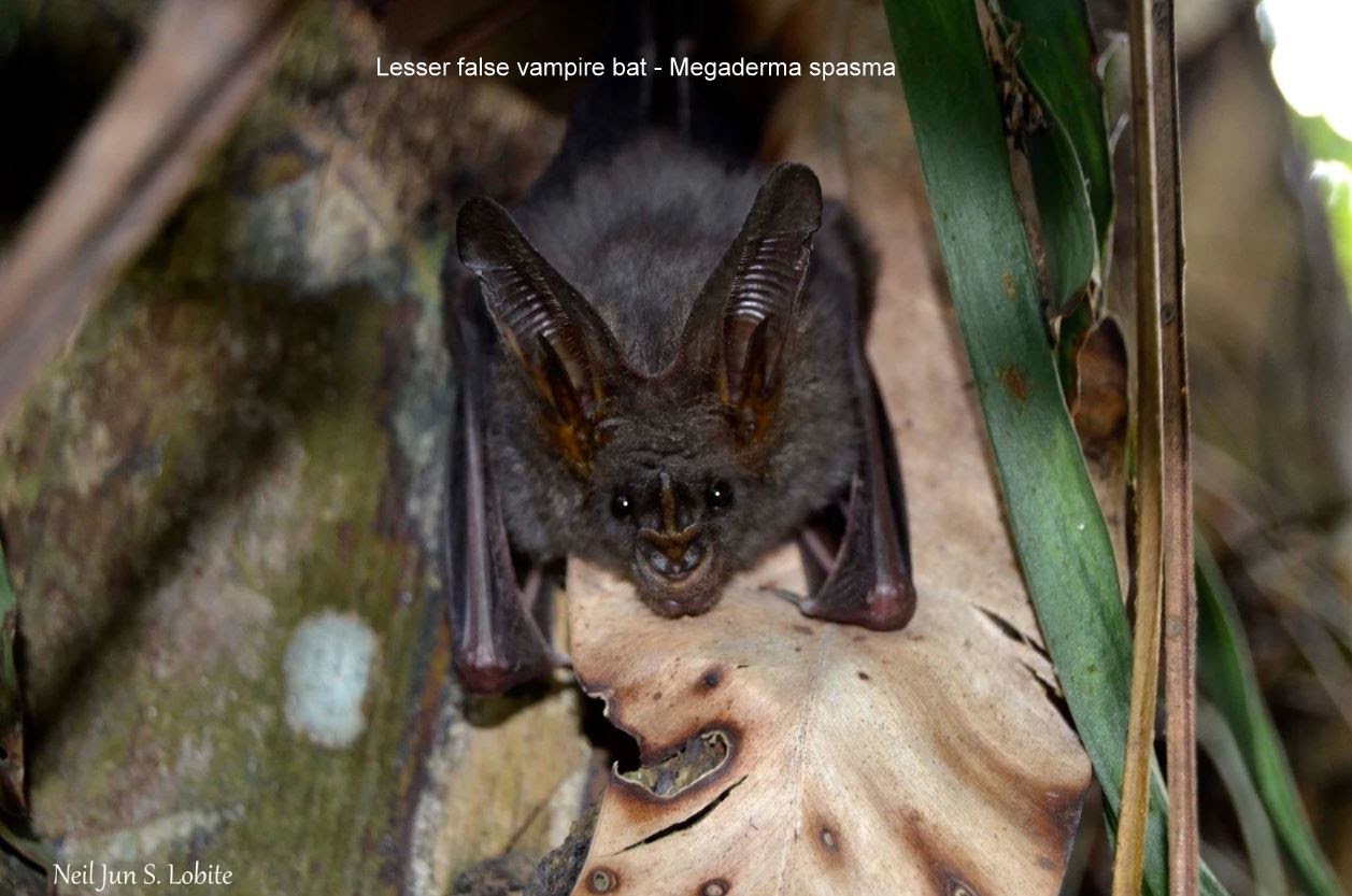 Lesser false vampire bat - Megaderma spasma