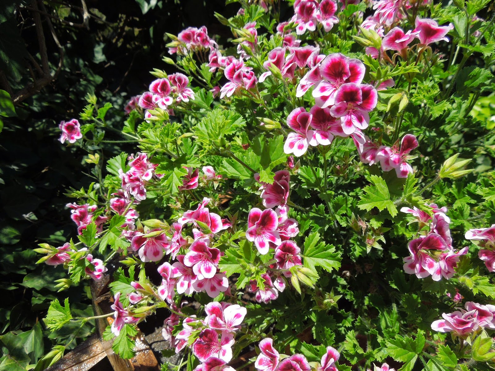 GERANIO LIMON BOTÀNIC SERRAT