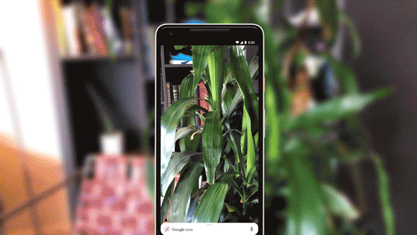 Ein Smartphone mit Google Lens Funktion vor einer Pflanze
