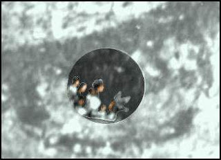 Ojo de la Virgen de Guadalupe