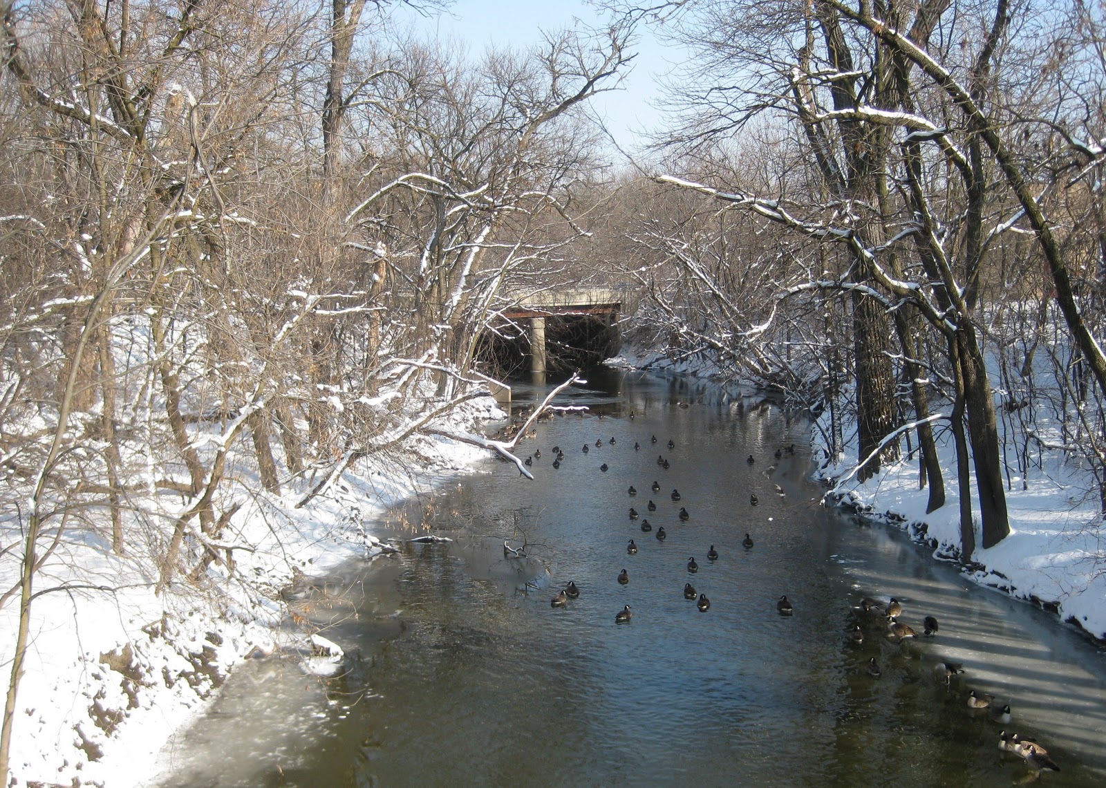 Marathon Pundit Over 50 at a goose gathering on the North Branch of