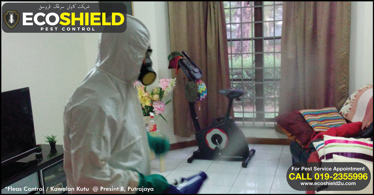 Kutu Kucing (Rumah) Precint 8, Putrajaya. Pest Control Selangor dari RM130/servis Anaianai