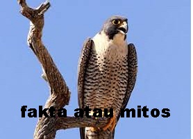 https://faktaataumitosyo.blogspot.com/2018/05/fakta-atau-mitos-burung-tercepat-didunia-adalah-burung-peregrine-falcon.html