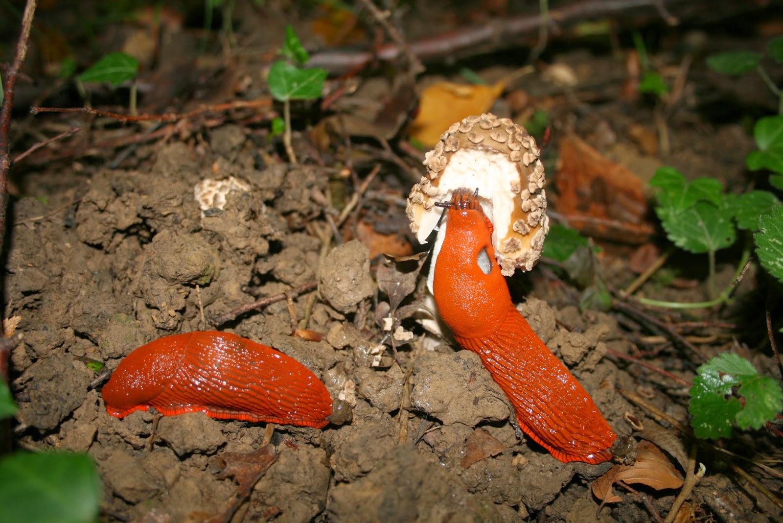 Cultiver avec les Limaces et les Escargots