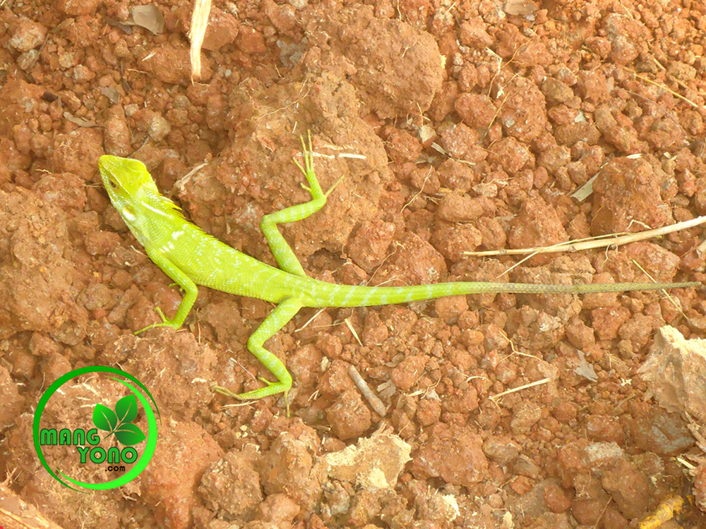 Koleksi Terpopuler 51+ Gambar Hewan Bunglon