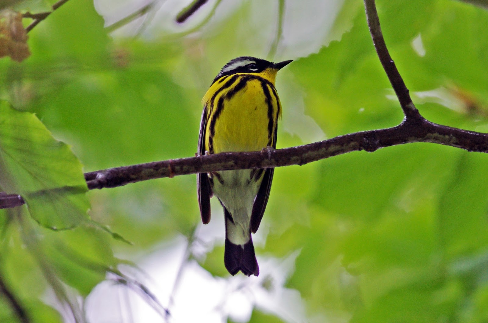South Shore Bird Club of MA Mt. Auburn CemeteryThe Mother's Day Walk