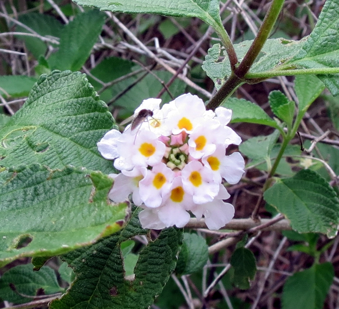 Hiking Curaçao Flora and Fauna Flowers and Visitors 3