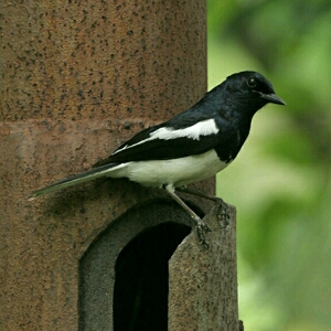 4 Teknik Cara Pancing Suara Kicau Burung Kacer Muda Goresan Informasi