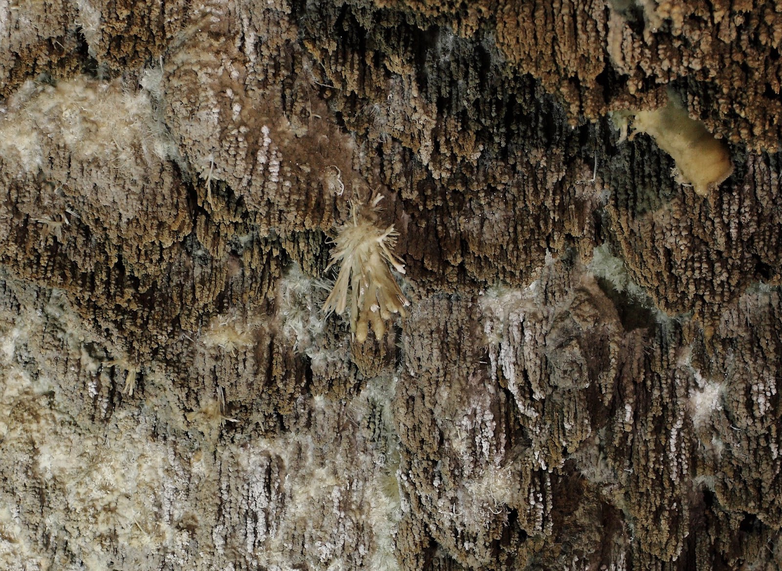 SPANISH MOSS CAVE, UTAH ADAM HAYDOCK