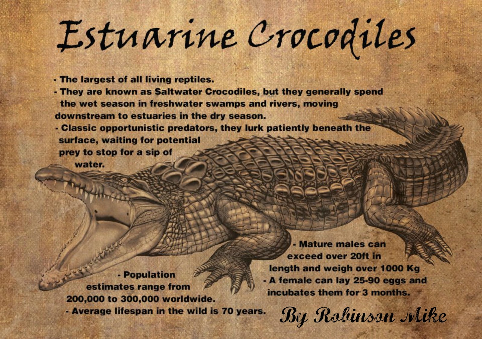 Легендарный крокодил. Афиша the Crocodiles. Английские имена для крокодилов. The Crocodile facts for Kids.