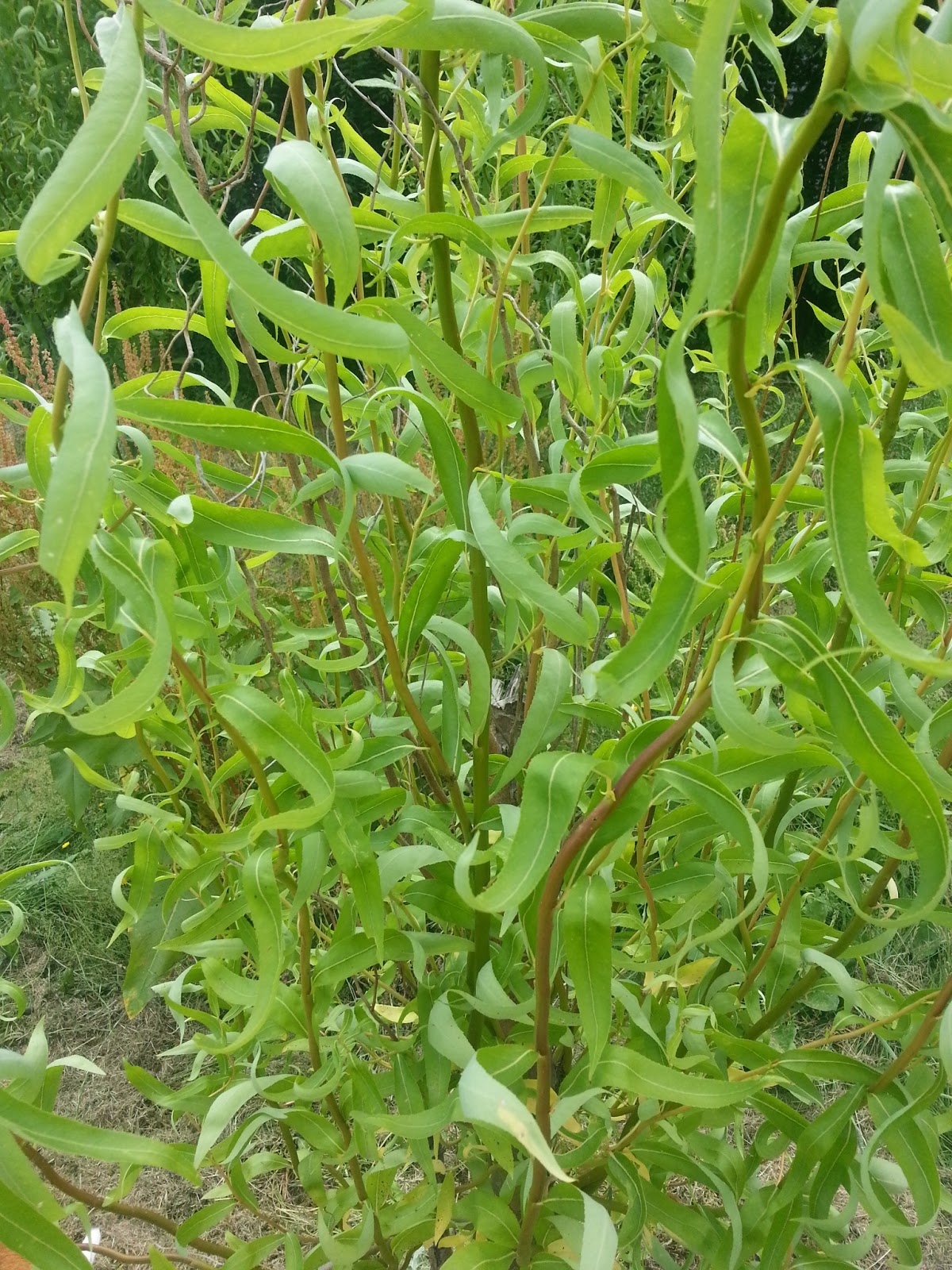Mind of Starlyt DIY Garden Fence (using curly willows) In Progress