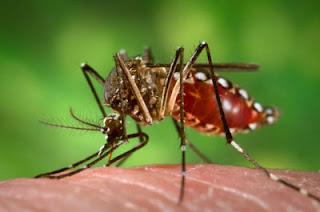 chống muỗi phòng sốt xuất huyết
