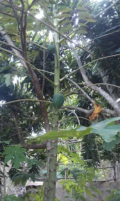 Cariaca papaya